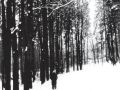 14 retrospektiva slivkanic do lesa